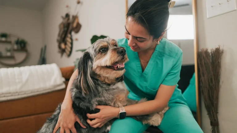VEG ER For Pets in Chula Vista